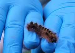 Lophocampa argentata