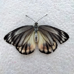 Delias periboea