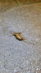 Ceuthophilus hesperus