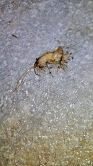 Ceuthophilus hesperus