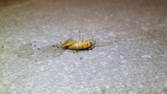 Ceuthophilus hesperus