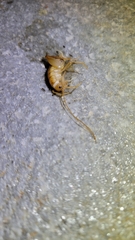 Ceuthophilus hesperus