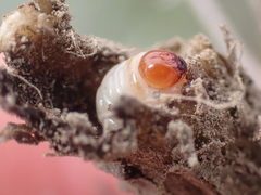 Mecinus janthiniformis