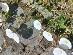 Convolvulus arvensis