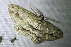 Didymoctenia exsuperata