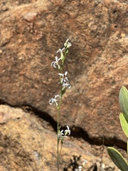 Streptanthus barbiger