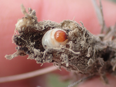 Mecinus janthiniformis