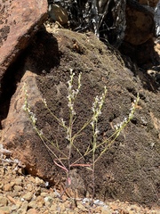 Streptanthus barbiger