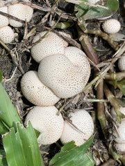 Lycoperdon