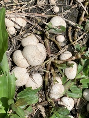 Lycoperdon