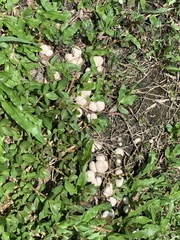 Lycoperdon
