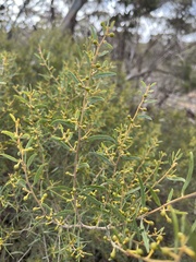 Acacia wilhelmiana
