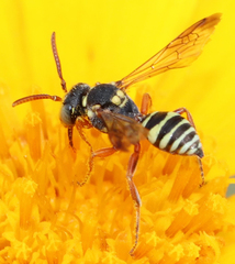 Nomada texana
