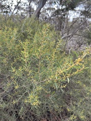 Acacia wilhelmiana