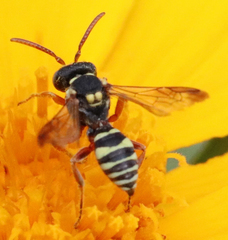 Nomada texana