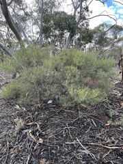 Acacia wilhelmiana