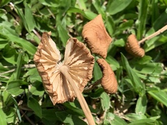 Marasmius oreades