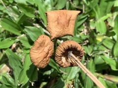 Marasmius oreades