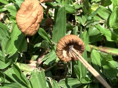 Marasmius oreades