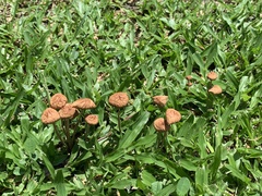 Marasmius oreades