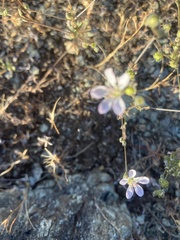 Hesperolinon congestum