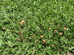 Marasmius oreades