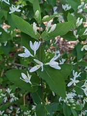 Lonicera