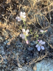 Hesperolinon congestum