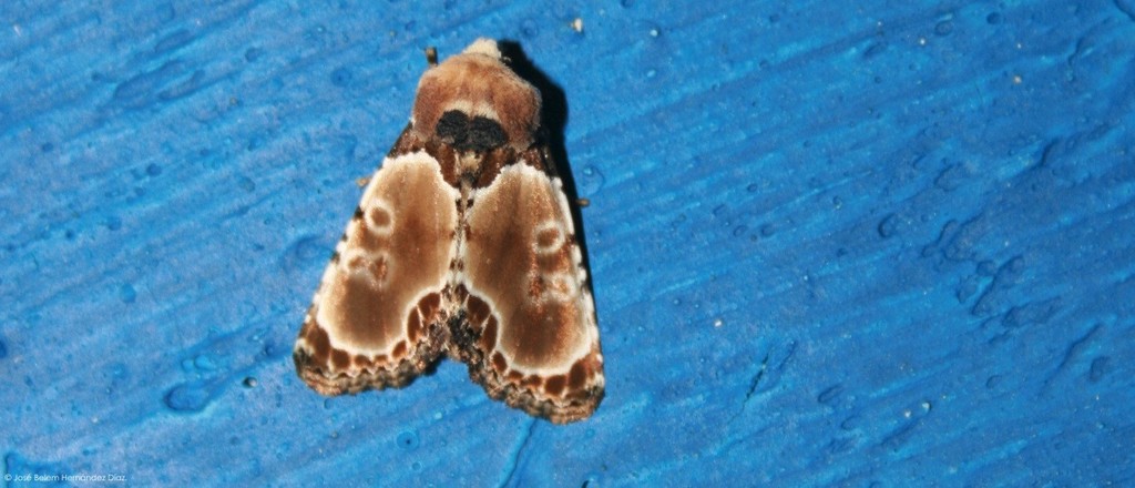 Thyatirodes godalma