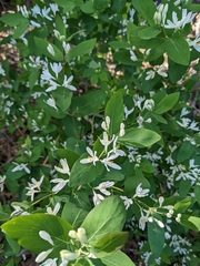 Lonicera