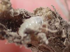 Larinus minutus