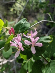 Lonicera tatarica