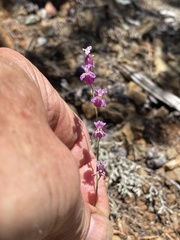 Streptanthus glandulosus hoffmanii