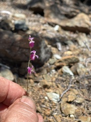 Streptanthus glandulosus hoffmanii