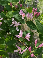 Lonicera tatarica