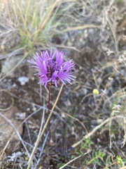 Monardella purpurea