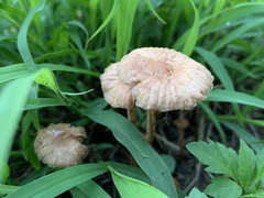 Marasmius oreades