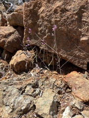 Streptanthus glandulosus hoffmanii