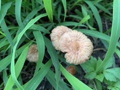 Marasmius oreades