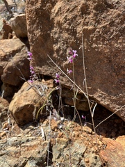 Streptanthus glandulosus hoffmanii