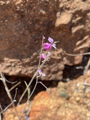 Streptanthus glandulosus hoffmanii