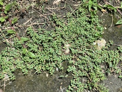 Euphorbia serpens