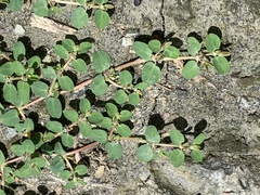 Euphorbia serpens