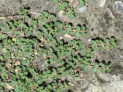 Euphorbia serpens