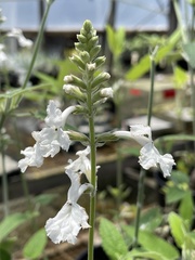 Haplostachys haplostachya