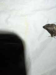 Paectes abrostolella