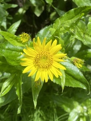 Arnica amplexicaulis