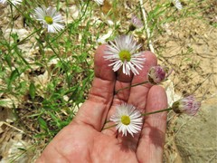 Erigeron utahensis