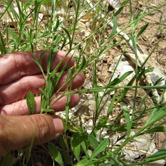 Erigeron utahensis