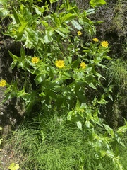 Arnica amplexicaulis
